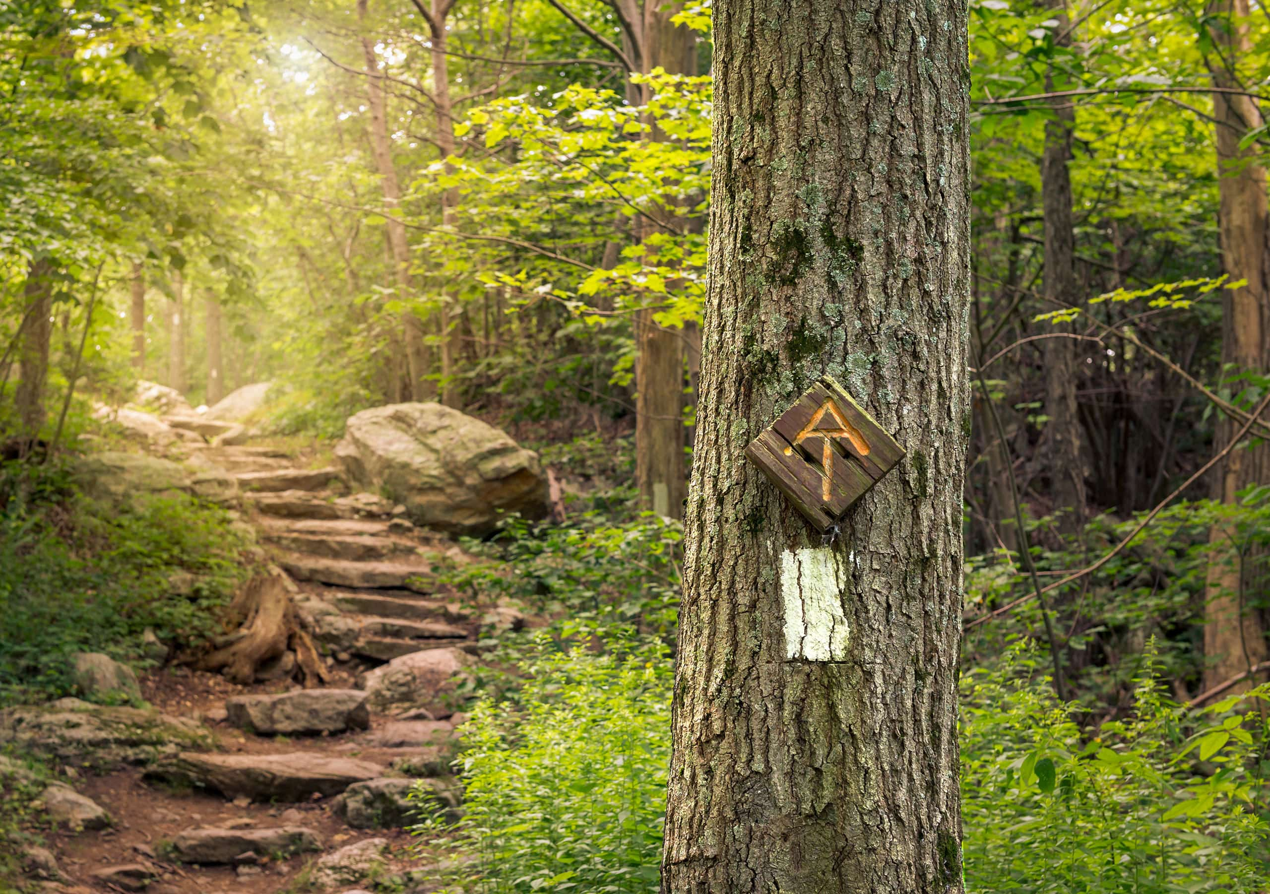 A trail marker mounted to a tree on the Appalachian Trail