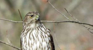 A falcon perched on a tree branch