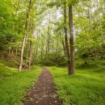 A trail surrounded by grass and tall trees on either side