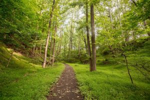 A trail surrounded by grass and tall trees on either side